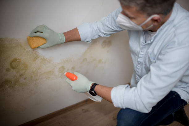 Certified Mold Removal in Sky Lake, FL